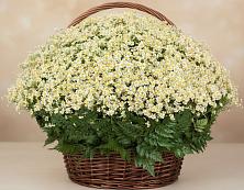Цветочная композиция из Ромашки в корзине #REPLACE_PRED# Каменский