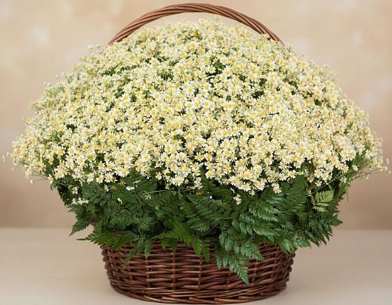 Цветочная композиция из Ромашки в корзине в Каменский